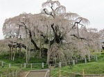 三春滝桜　散り始め